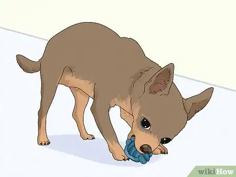 Image titled Identify a Chihuahua Step 12