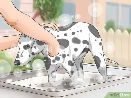 Image titled Care for a Dalmatian Step 13