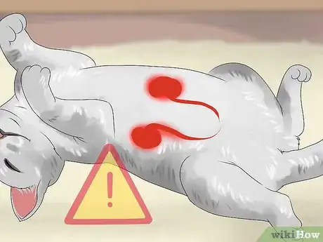 Image titled Identify a Burmilla Cat Step 10