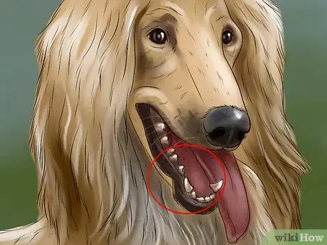 Image titled Identify an Afghan Hound Step 4