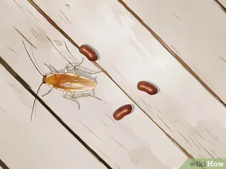 Image titled Identify a Cockroach Step 35