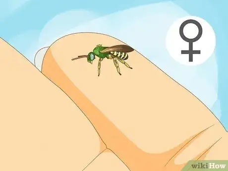 Image titled Get Rid of Sweat Bees Step 2