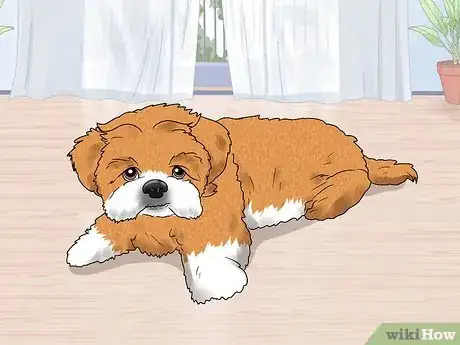 Image titled Treat a Dog UTI Step 8