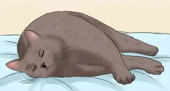 Encourage Your Cat to Go to Sleep