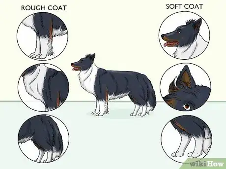 Image titled Identify a Border Collie Step 7