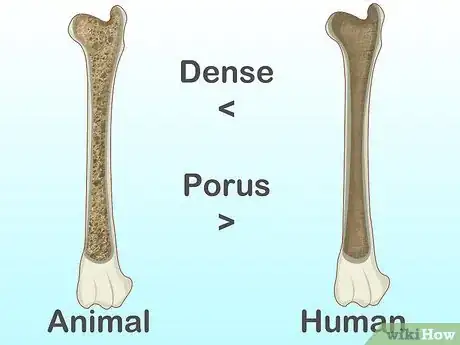 Image titled Identify Human Bones Step 13