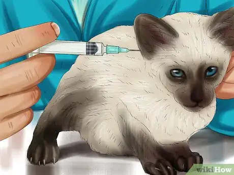 Image titled Care for Siamese Kittens Step 7
