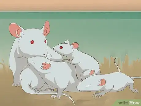 Image titled Breed Mice Step 14