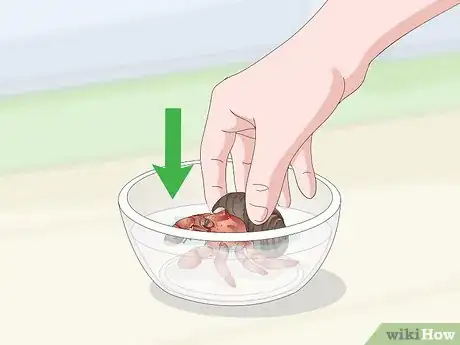 Image titled Care for Land Hermit Crabs Step 18
