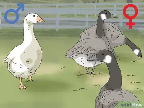 Image titled Breed Geese Step 6