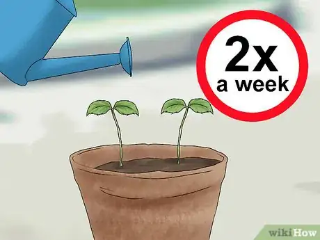 Image titled Plant Apple Seeds Step 16