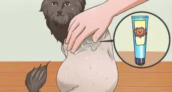 Shave a Cat