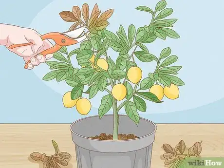 Image titled Grow Lemon Trees Indoors Step 13