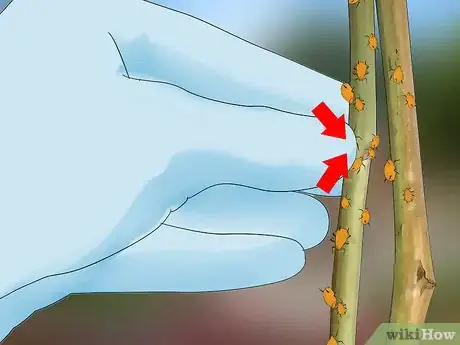 Image titled Control Aphids Step 1