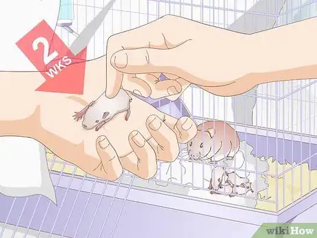 Image titled Handle Unexpected Baby Hamsters Step 6