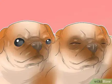 Image titled Treat Eye Problems in Pugs Step 13