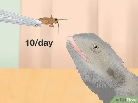 Image titled How Many Crickets to Feed a Baby Bearded Dragon Step 5