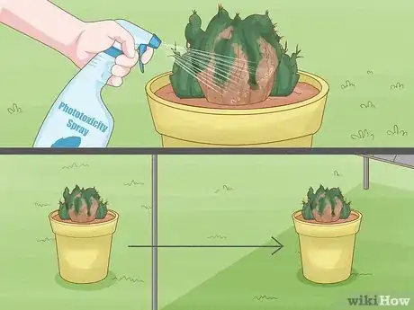 Image titled Grow a Cactus Step 14