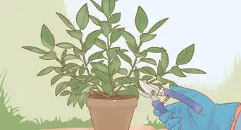 Prune a Rubber Plant