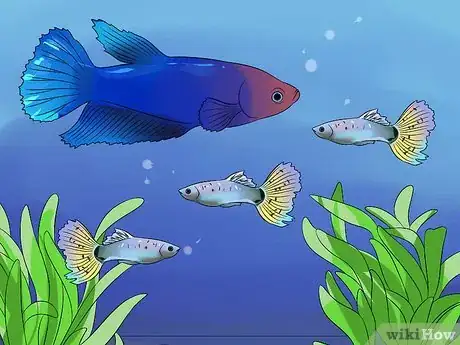 Image titled Help a Betta Fish Live Longer Step 5