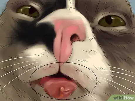 Image titled Handle Essential Oil Poisoning in Cats Step 10