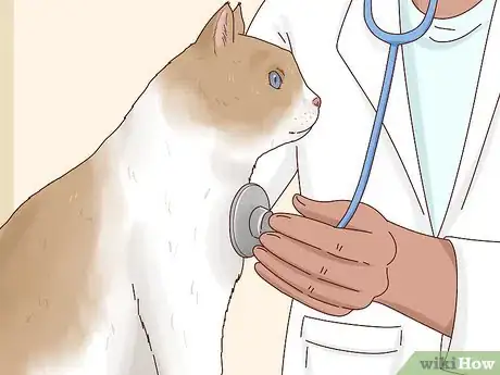 Image titled Reduce Fever in Cats Step 8
