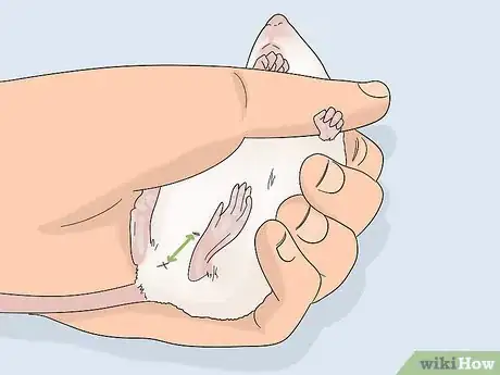 Image titled Tell if a Mouse Is Male or Female Step 3