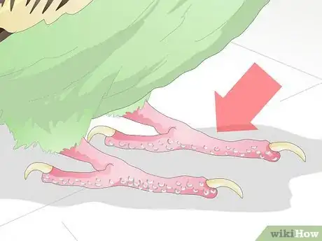 Image titled Get Rid of Mites on Budgies Step 7