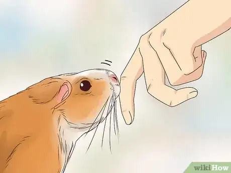 Image titled Tame Your Guinea Pig Step 7