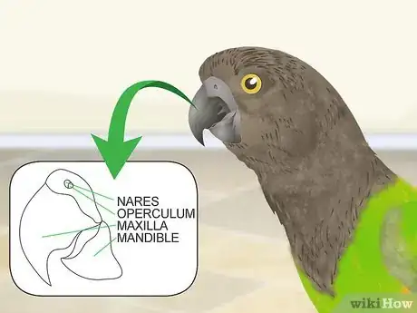 Image titled Spot Beak Problems in a Senegal Parrot Step 1