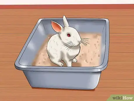 Image titled Care for Florida White Rabbits Step 10