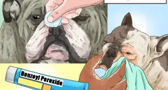 Clean a Bulldog's Face Folds