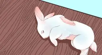 Transport a Rabbit