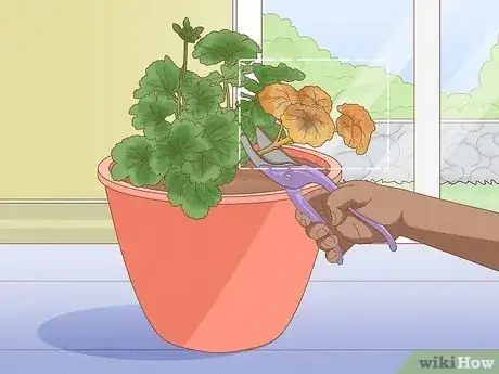 Image titled Grow Geraniums Indoors Step 8