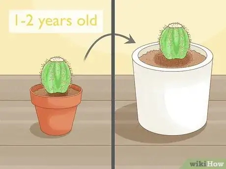 Image titled Grow Golden Barrel Cactus Step 7