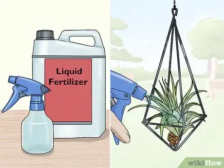 Image titled Propagate Air Plants Step 13