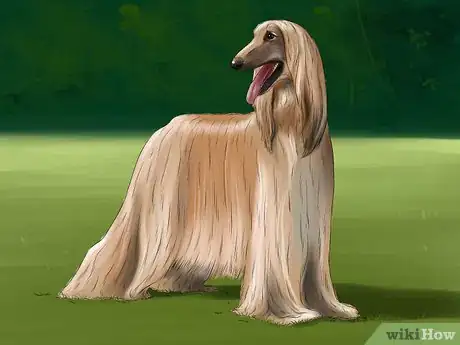 Image titled Identify an Afghan Hound Step 1