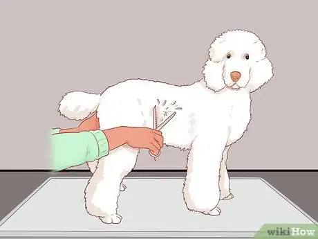 Image titled Full Scissor a Poodle by Hand Step 11
