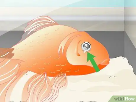 Image titled Know when Your Goldfish Is Dying Step 5
