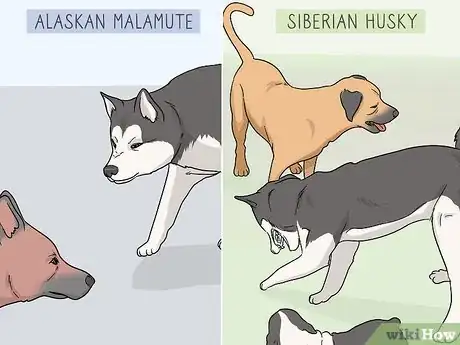 Image titled Identify an Alaskan Malamute from a Siberian Husky Step 9