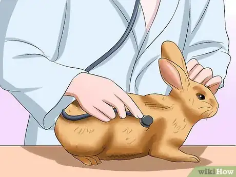 Image titled Care For an Elderly Rabbit Step 16