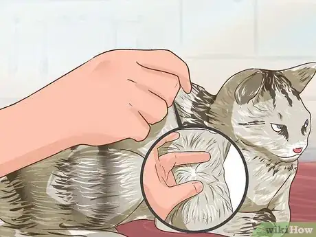 Image titled Check Cats for Worms Step 1