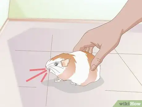 Image titled Diagnose Lumps in Guinea Pigs Step 7