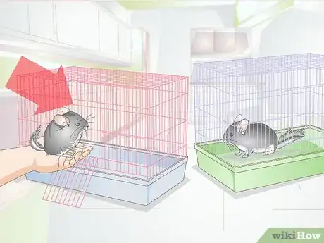 Image titled Breed Chinchillas Step 5