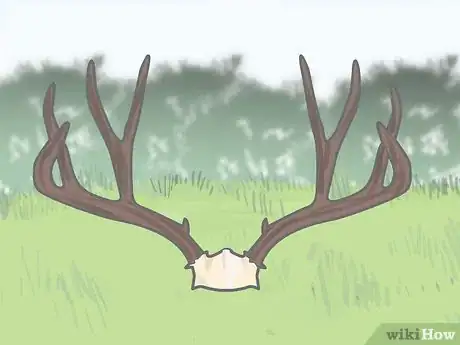 Image titled Clean Deer Antlers Step 5