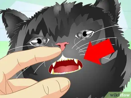 Image titled Get Rid of Bad Cat Breath Step 1