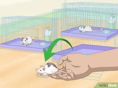 Image titled Stop Pet Mice from Fighting Step 2