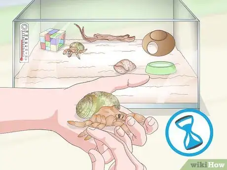 Image titled Care for Land Hermit Crabs Step 19