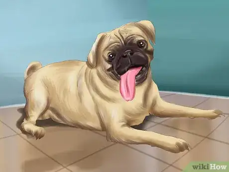 Image titled Live with a Pug Dog Step 13