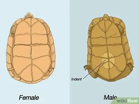 Image titled Breed Turtles Step 1